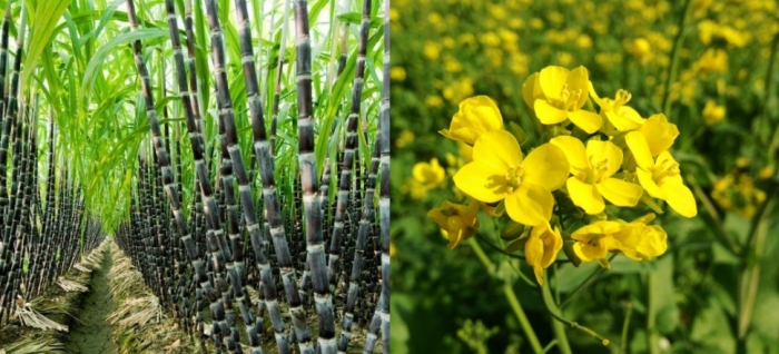 idea99mustard_uttarkhand_06oct.jpg