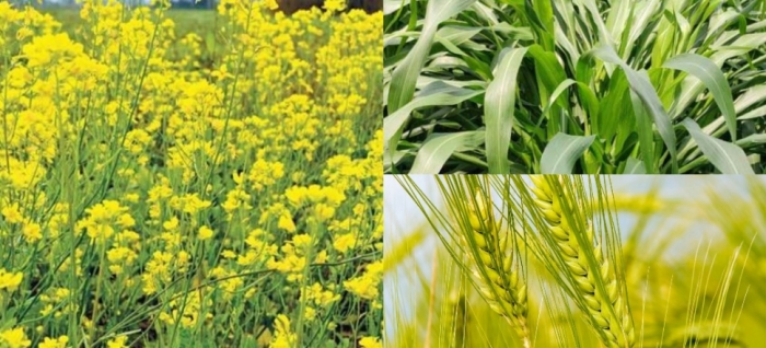 idea99mustard_wheat.jpg