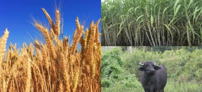 idea99nanital_4th_feb_crops.jpg idea99nanital_4th_feb_crops.jpg
