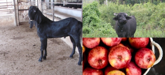 idea99nanital_livestock_9th_feb.jpg idea99nanital_livestock_9th_feb.jpg