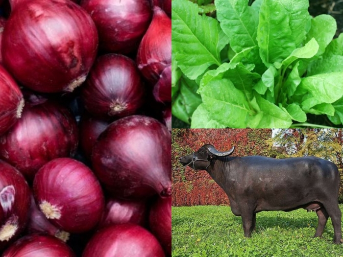 idea99nanital_vegetables.jpg idea99nanital_vegetables.jpg