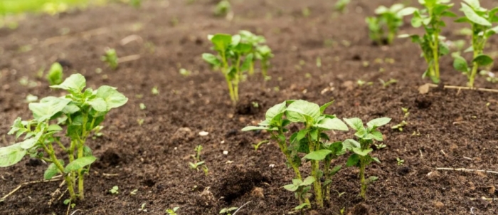 idea99natural_farming.jpg