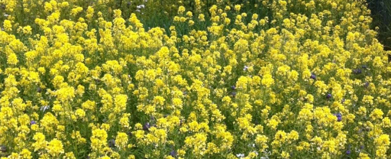idea99oil_SEEd.jpg idea99oil_SEEd.jpg