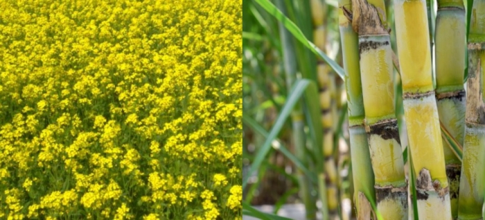 idea99oil_seed_and_sugarcane.jpg idea99oil_seed_and_sugarcane.jpg