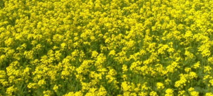 idea99oil_seedsss.jpg