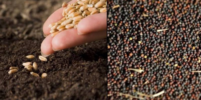 idea99oil_wheat.jpg