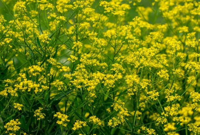 idea99oilseed_crop_punjab.jpg