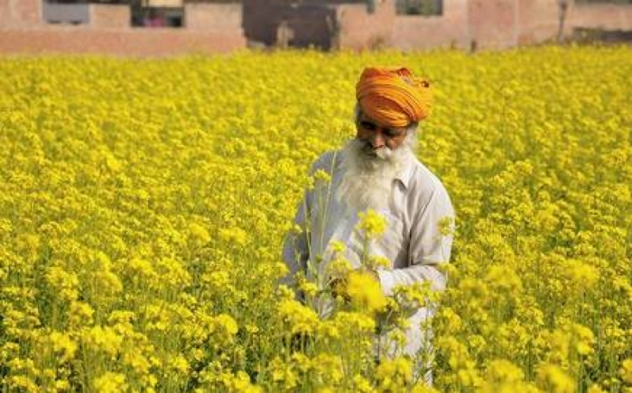 idea99oilseed_march.jpeg idea99oilseed_march.jpeg
