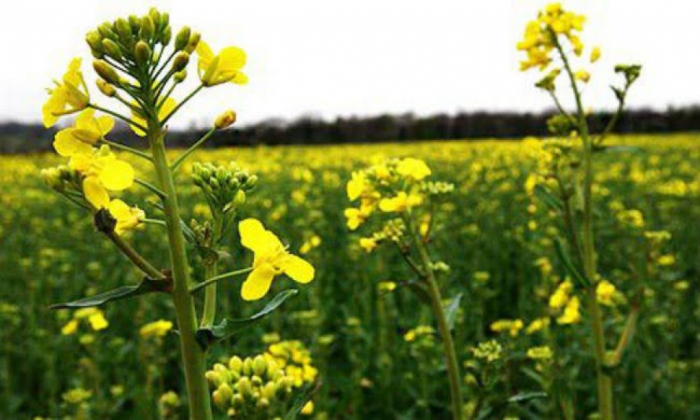idea99oilseeds.jpeg