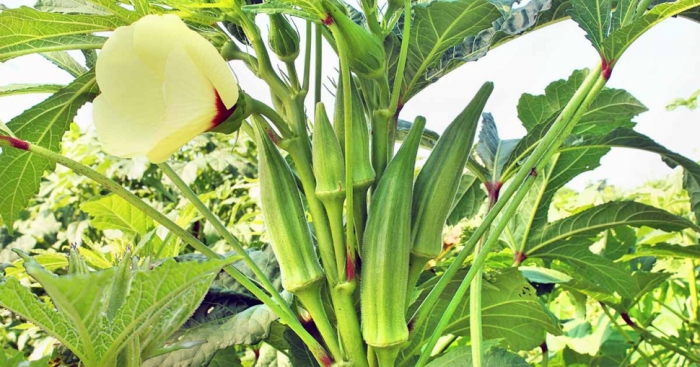 idea99okra-ak.jpg