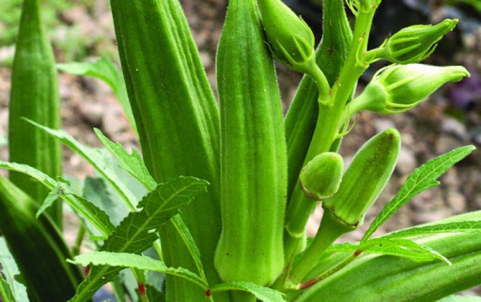 idea99okra_advisory_hr.jpg
