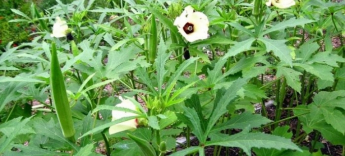 idea99okra_bihar_09th_june.jpg idea99okra_bihar_09th_june.jpg