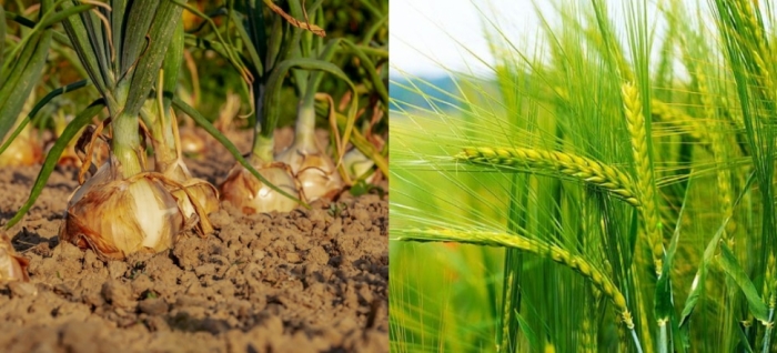 idea99onion_and_wheat.jpg