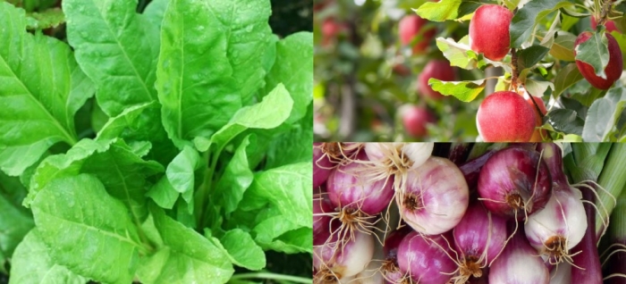 idea99onion_apple_and_spinach.jpg idea99onion_apple_and_spinach.jpg
