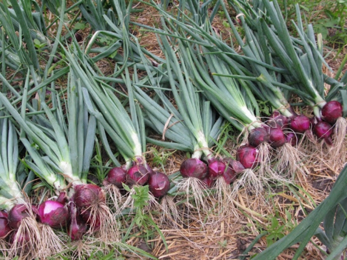 idea99onion_crop_disease.jpg