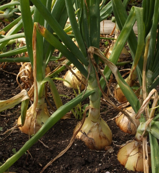 idea99onion_crops.jpg