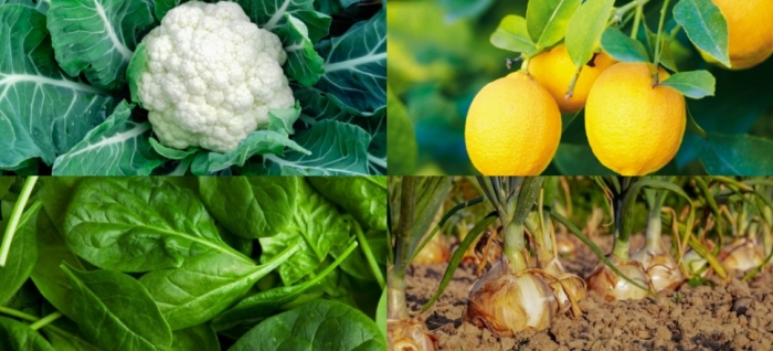 idea99onion_gobhi_lemon.jpg