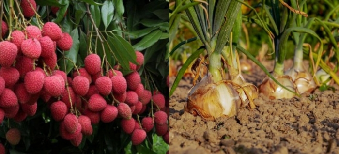 idea99onion_litchi.jpg