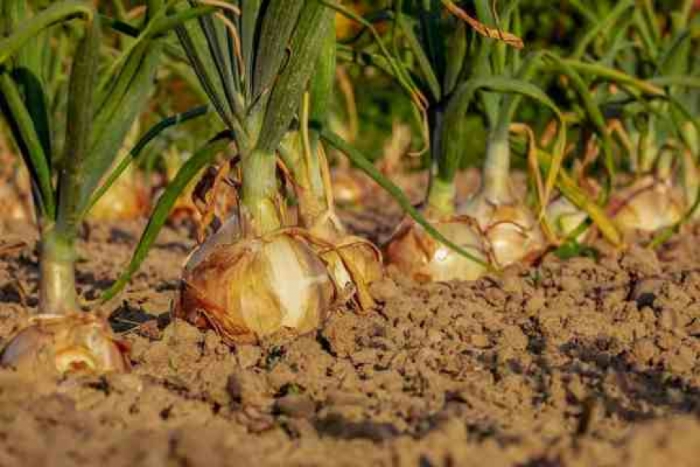idea99onion_plant.jpg