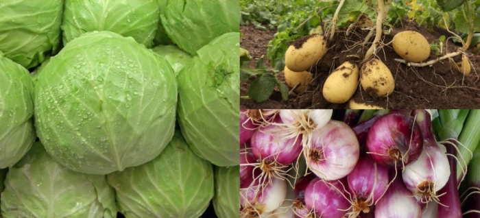 idea99onion_potato_cabbage.jpg