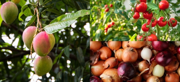 idea99onion_tomato_mango.jpg idea99onion_tomato_mango.jpg