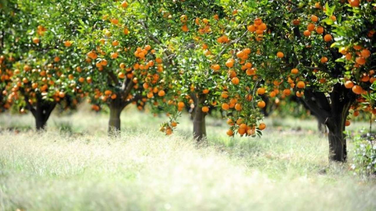 idea99orange.jpg