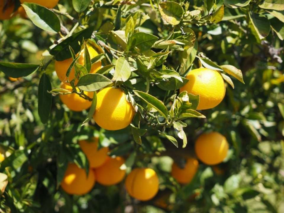 idea99oranges-1117624_1920-1024x768.jpg idea99oranges-1117624_1920-1024x768.jpg