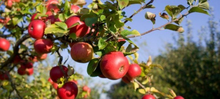 idea99orchards_pau.jpg