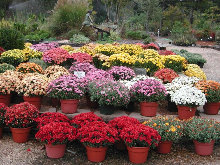 idea99ornamentals_in_march.jpg idea99ornamentals_in_march.jpg