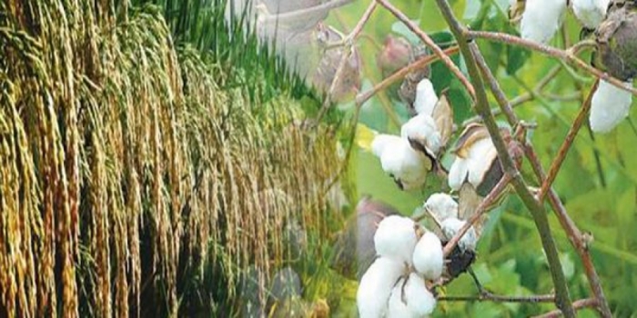 idea99paddy_&_cotton-ak.jpg