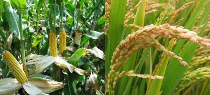 idea99paddy_and_maize_icar.jpg idea99paddy_and_maize_icar.jpg