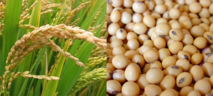 idea99paddy_and_soybean.jpg idea99paddy_and_soybean.jpg