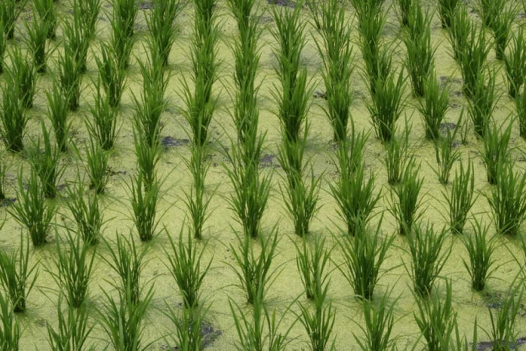 idea99paddy_crop.jpg idea99paddy_crop.jpg