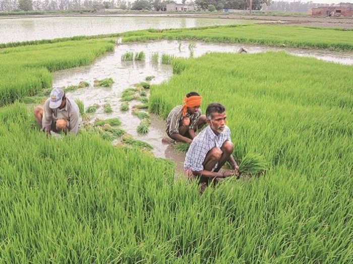 idea99paddy_sowing_in_uttrakhand.jpg