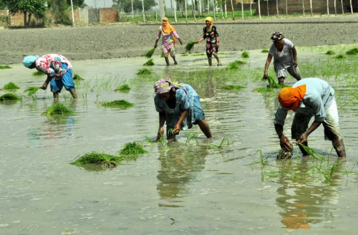 idea99paddy_sowing_uttrakhand.jpg