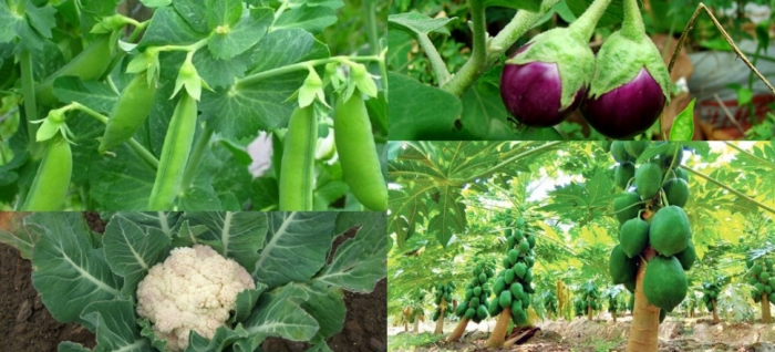 idea99papaya_brinjal_cauliflower_peas.jpg