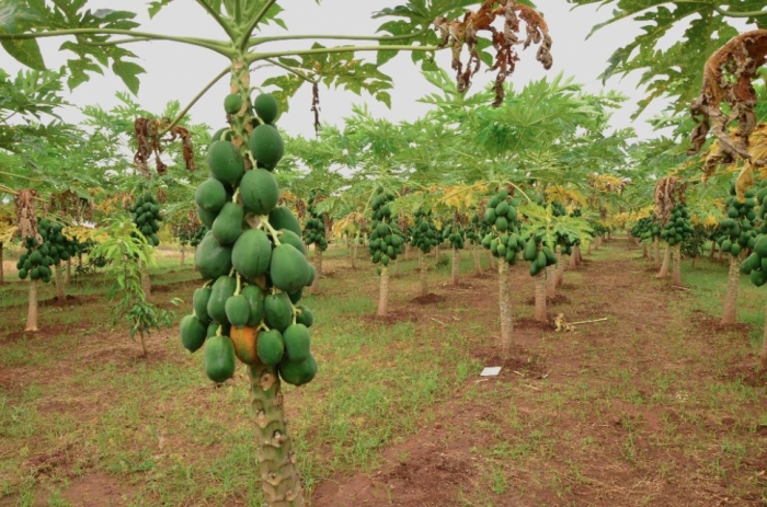 idea99papaya_crop.jpg