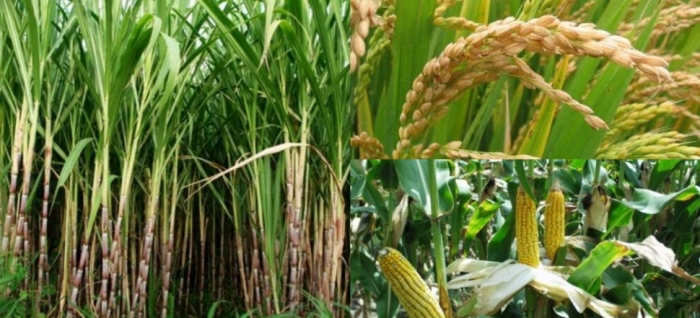 idea99pau_27th_may_crops.jpg idea99pau_27th_may_crops.jpg