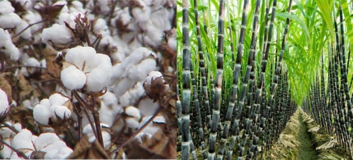 idea99pau_cotton_and_sugarcane_20th_may.jpg
