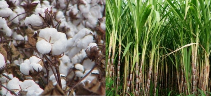 idea99pau_cotton_and_sugarcane_28th_may.jpg idea99pau_cotton_and_sugarcane_28th_may.jpg
