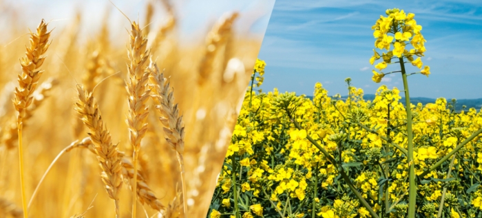 idea99pau_crops.jpg idea99pau_crops.jpg