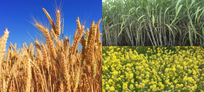 idea99pau_crops_18th_feb.jpg