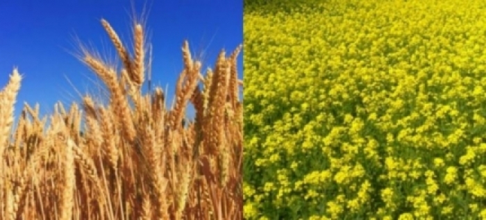 idea99pau_crops_29th_jan.jpg idea99pau_crops_29th_jan.jpg