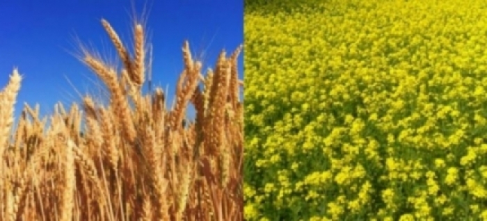idea99pau_crops_3rd_feb.jpg idea99pau_crops_3rd_feb.jpg