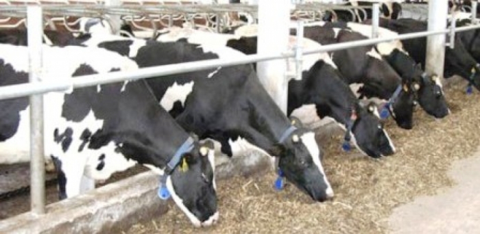 idea99pau_dairy.jpg