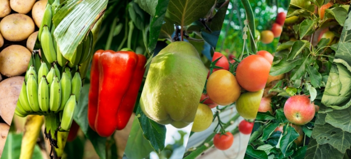 idea99pau_vegetables.jpg idea99pau_vegetables.jpg