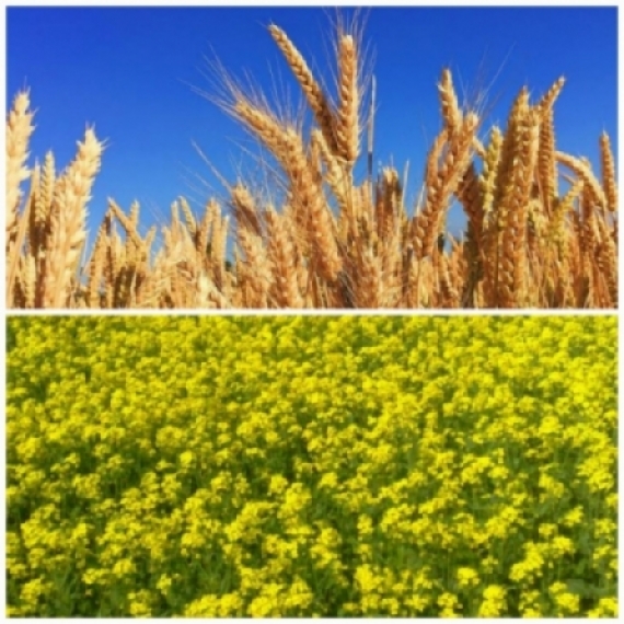 idea99pau_wheat_crops.jpg