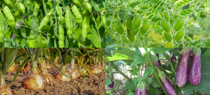 idea99pea_onion.jpg idea99pea_onion.jpg
