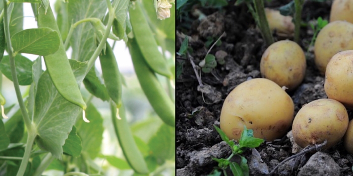 idea99pea_potato_bihar.jpg