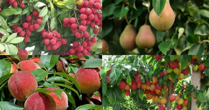 idea99peach,_plum.jpg idea99peach,_plum.jpg
